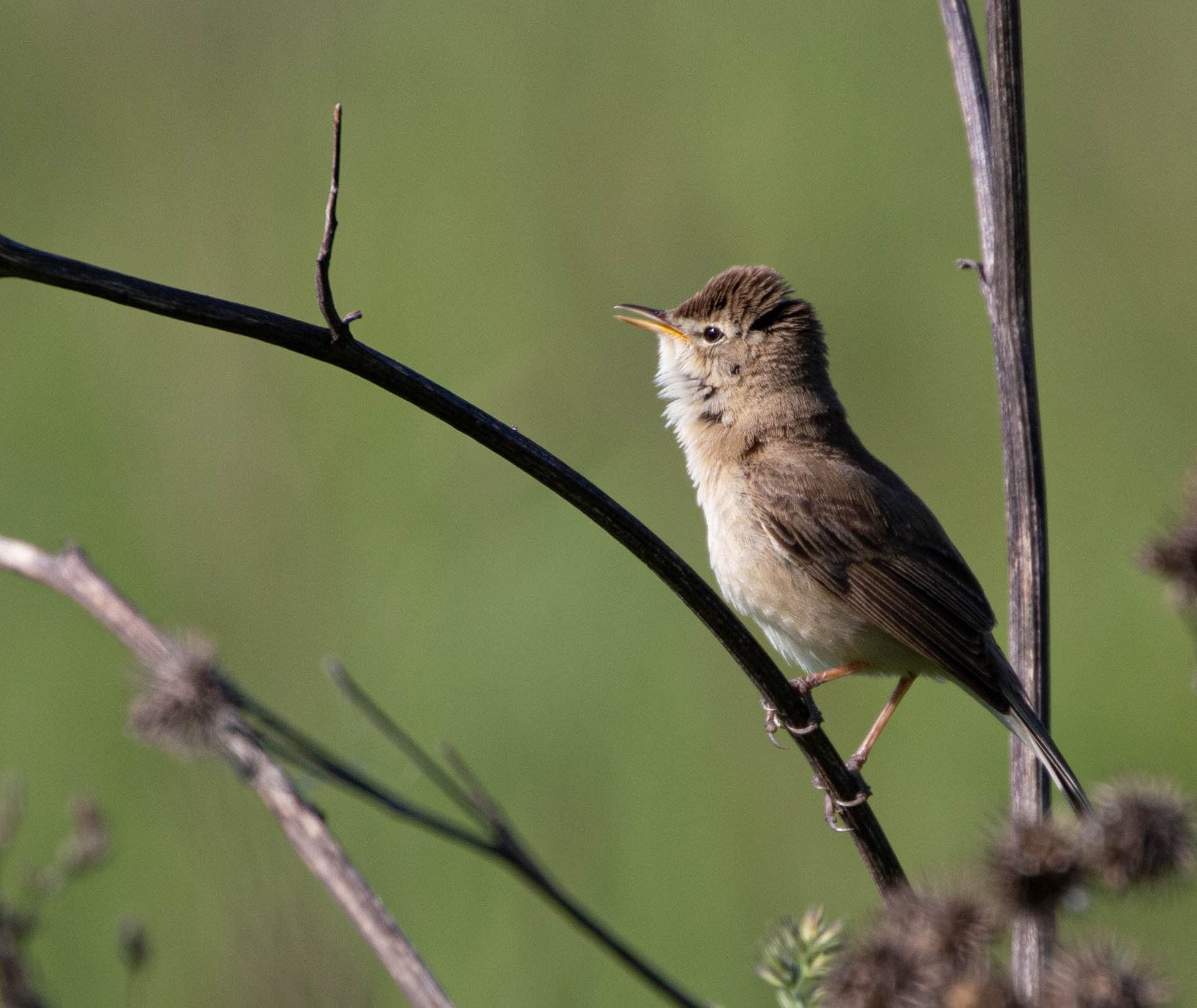 Северная бормотушка северная бормотушка птица booted warbler