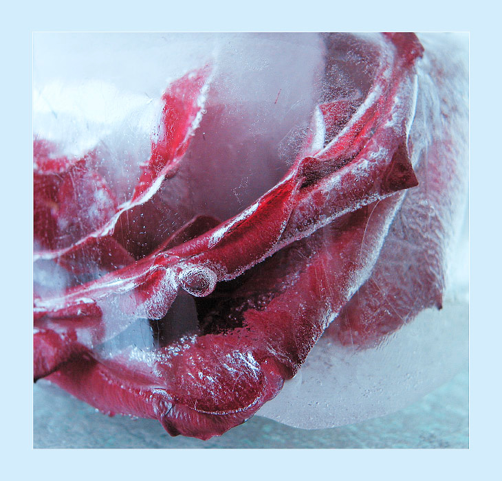 forever young роза лед rose ice