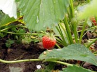fraise fraise