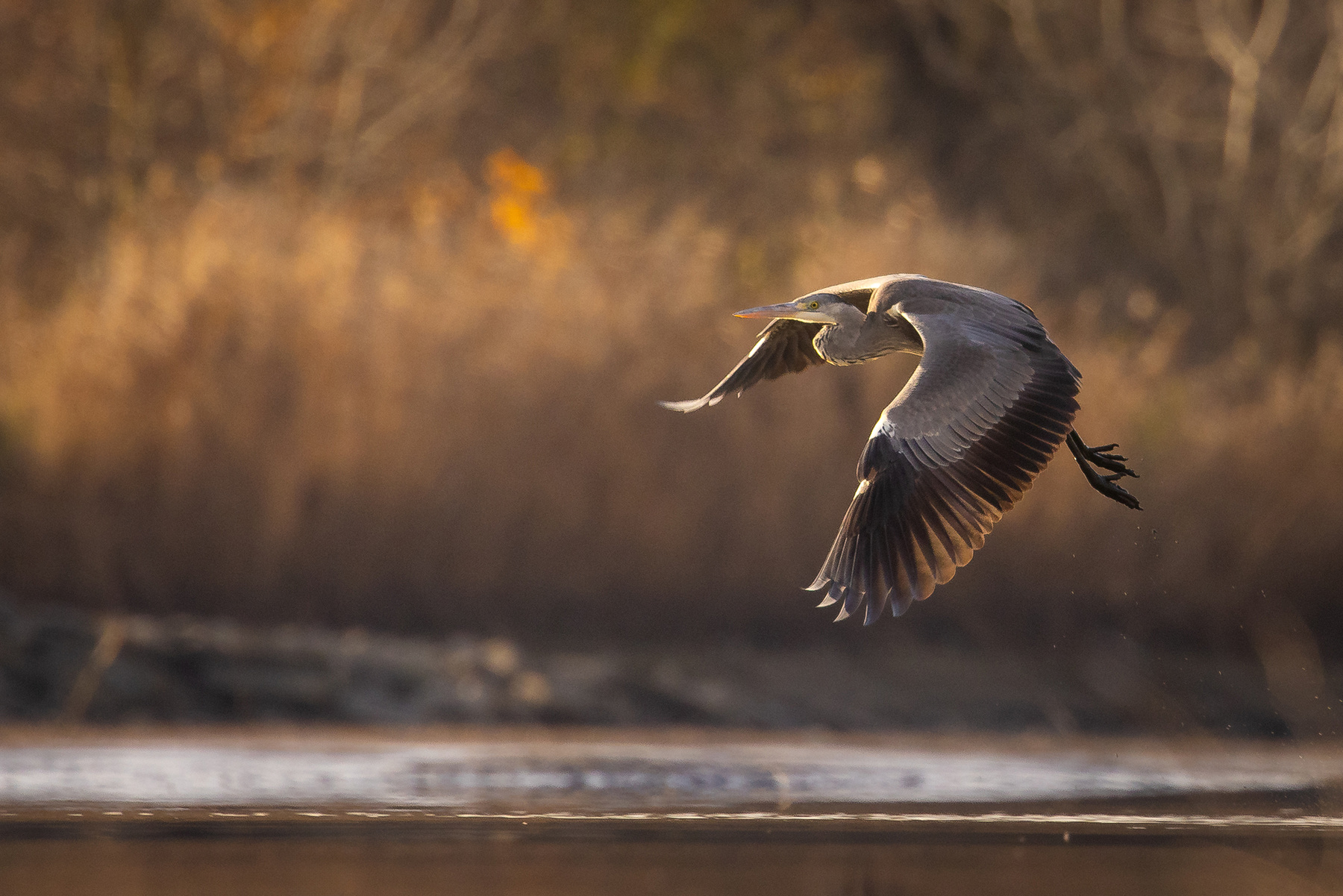 Heron 