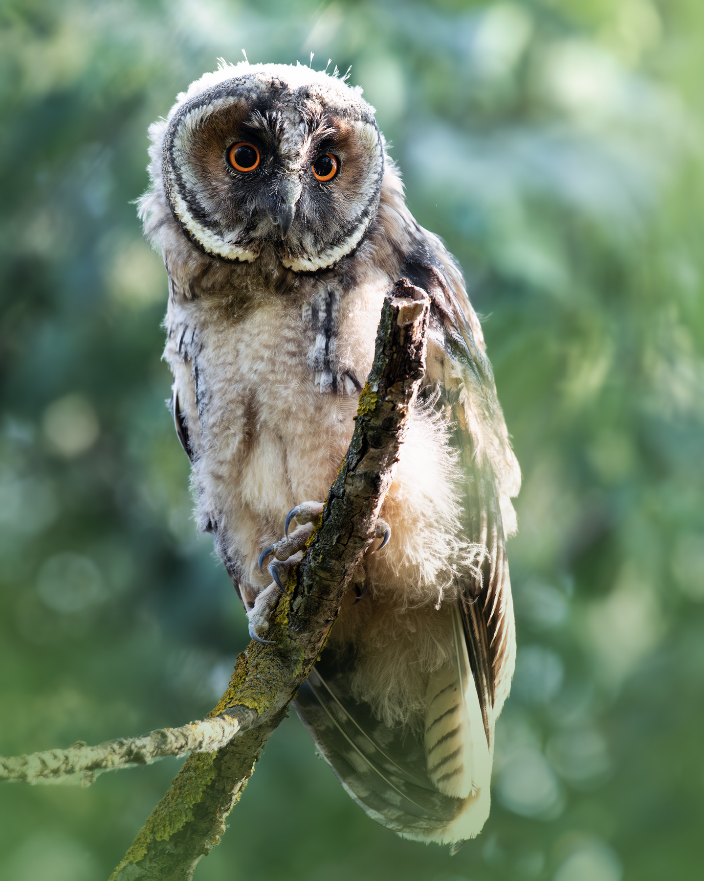 Ушастая сова (Asio otus) 