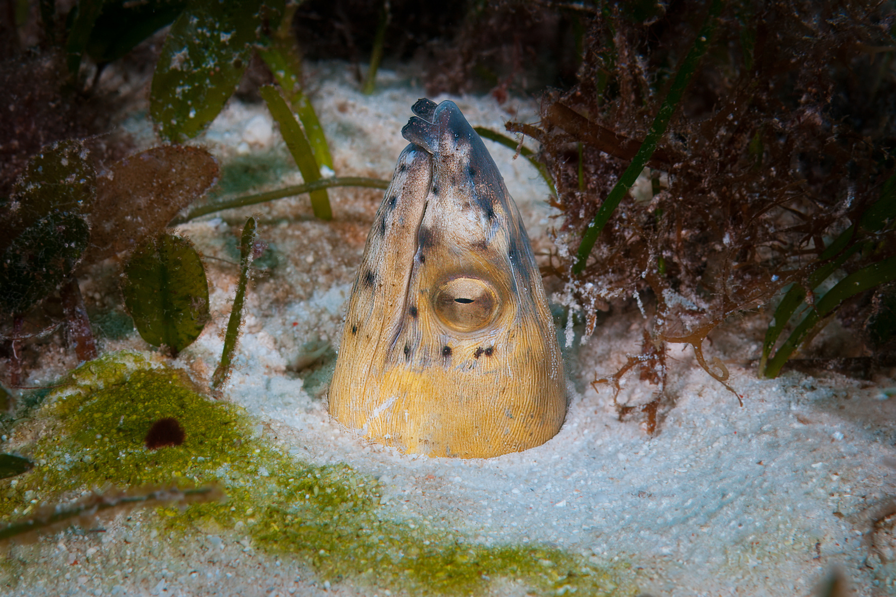 Острохвостый угорь Острохвостый угорь Black-Finned Snake Eel Malapascua island Philippines Малапаскуа Филиппины