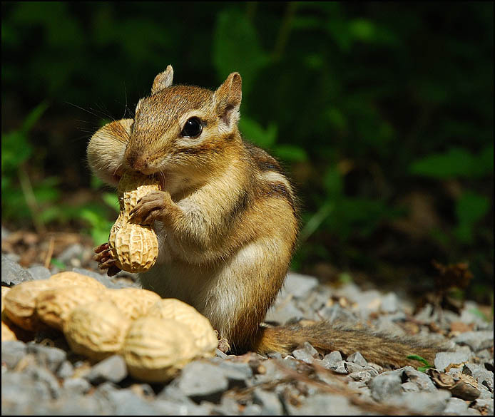 Бурундук 2 Природа, животные, портрет