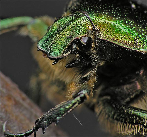Бронзовка бронзовка cetonia aurata