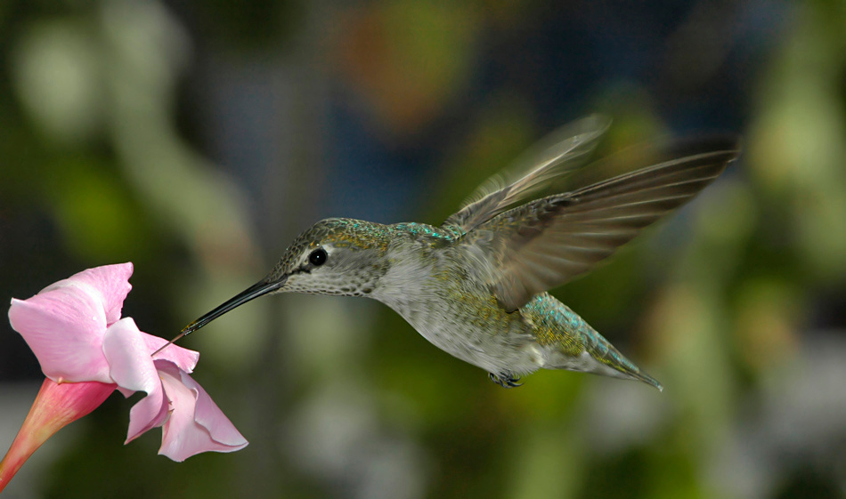 Только бы дотянуться Колибри Анны, Calypte anna, Anna’s Hummingbird, Los Angeles, California