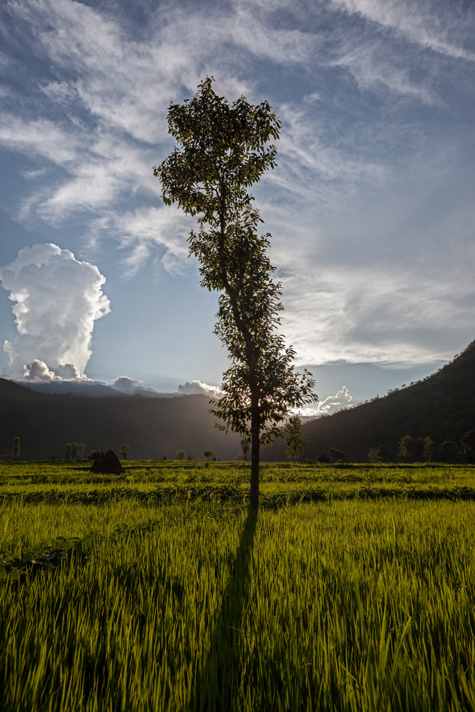 Rice Field 