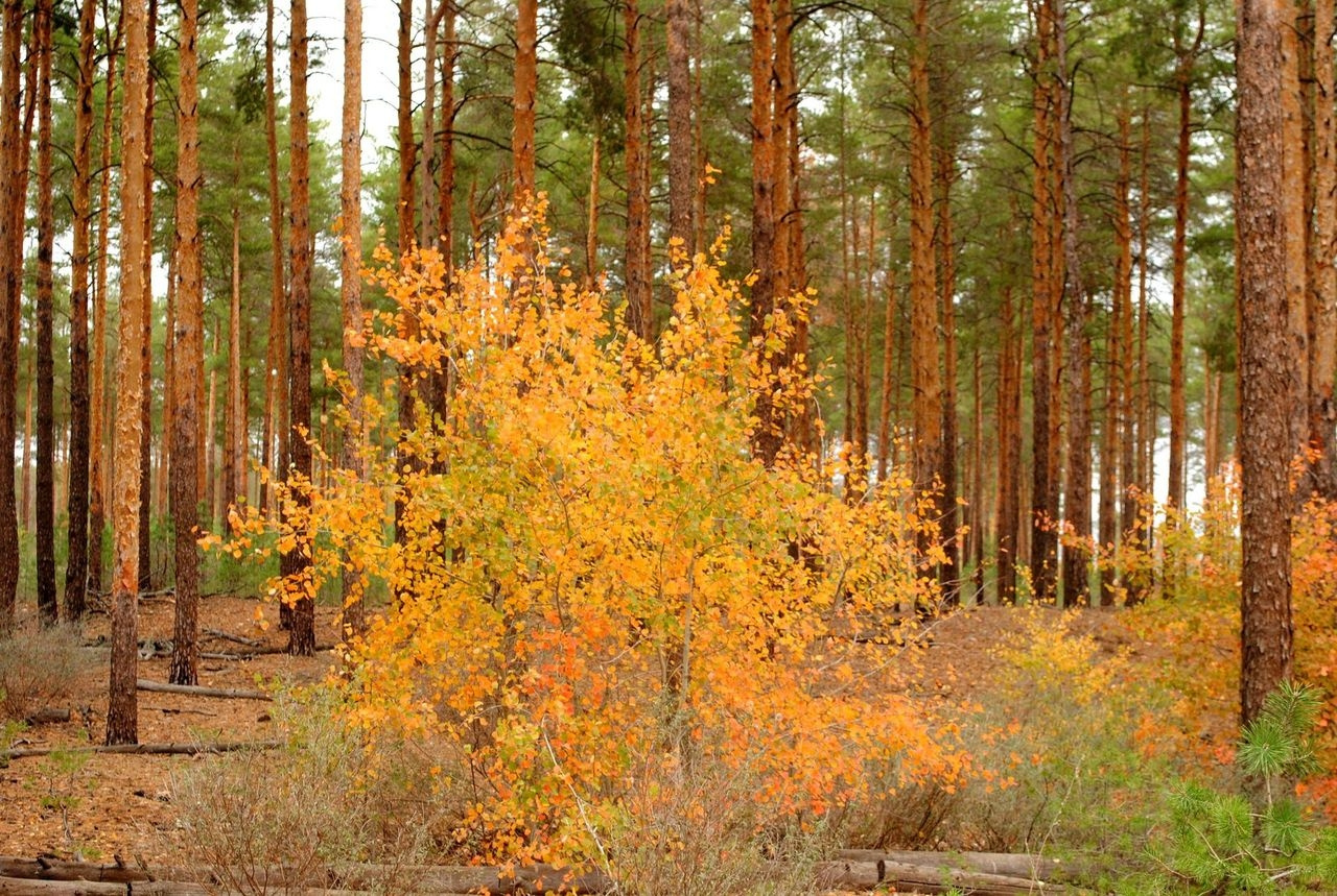 Осень,рисуй осень,сосны,лес