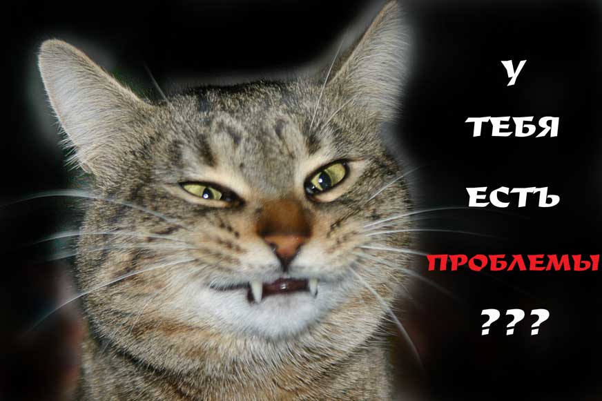 Кот приколист Кот проблемы