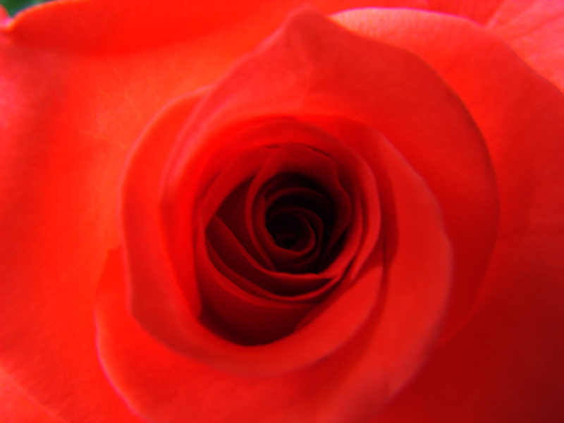 ///ROSE\\\\\\ Тургень, цветущий сад, розы