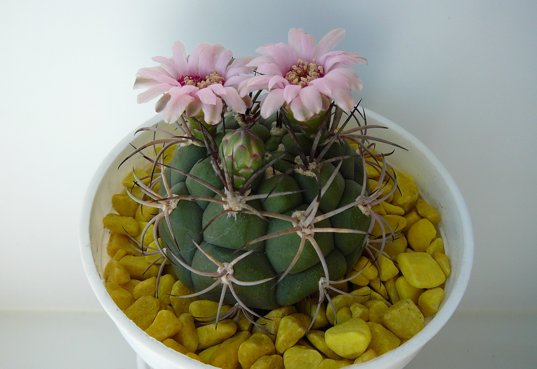  Gymnocalycium millaresii  
