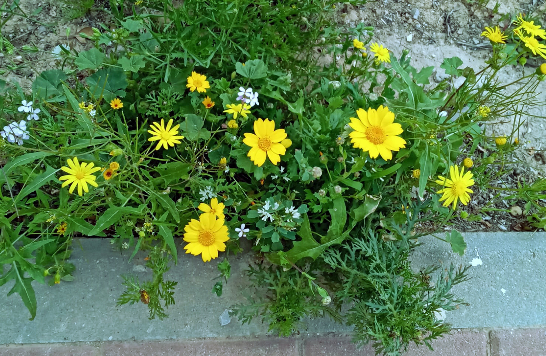 В парке... природа