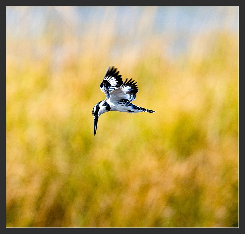 Африка в лицах #26. Охота. Африка Ботсвана Pied Kingfisher