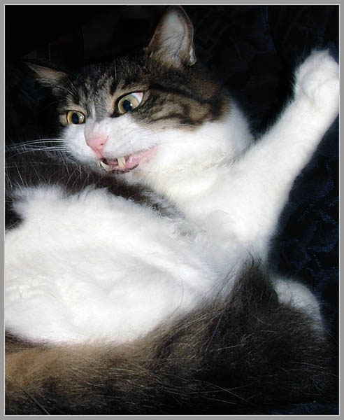 ...mama!!! Cat