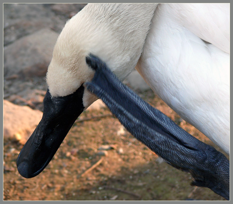 Лебединая история - 3. No comments!!! Лебедь-трубач, Cygnus buccinator