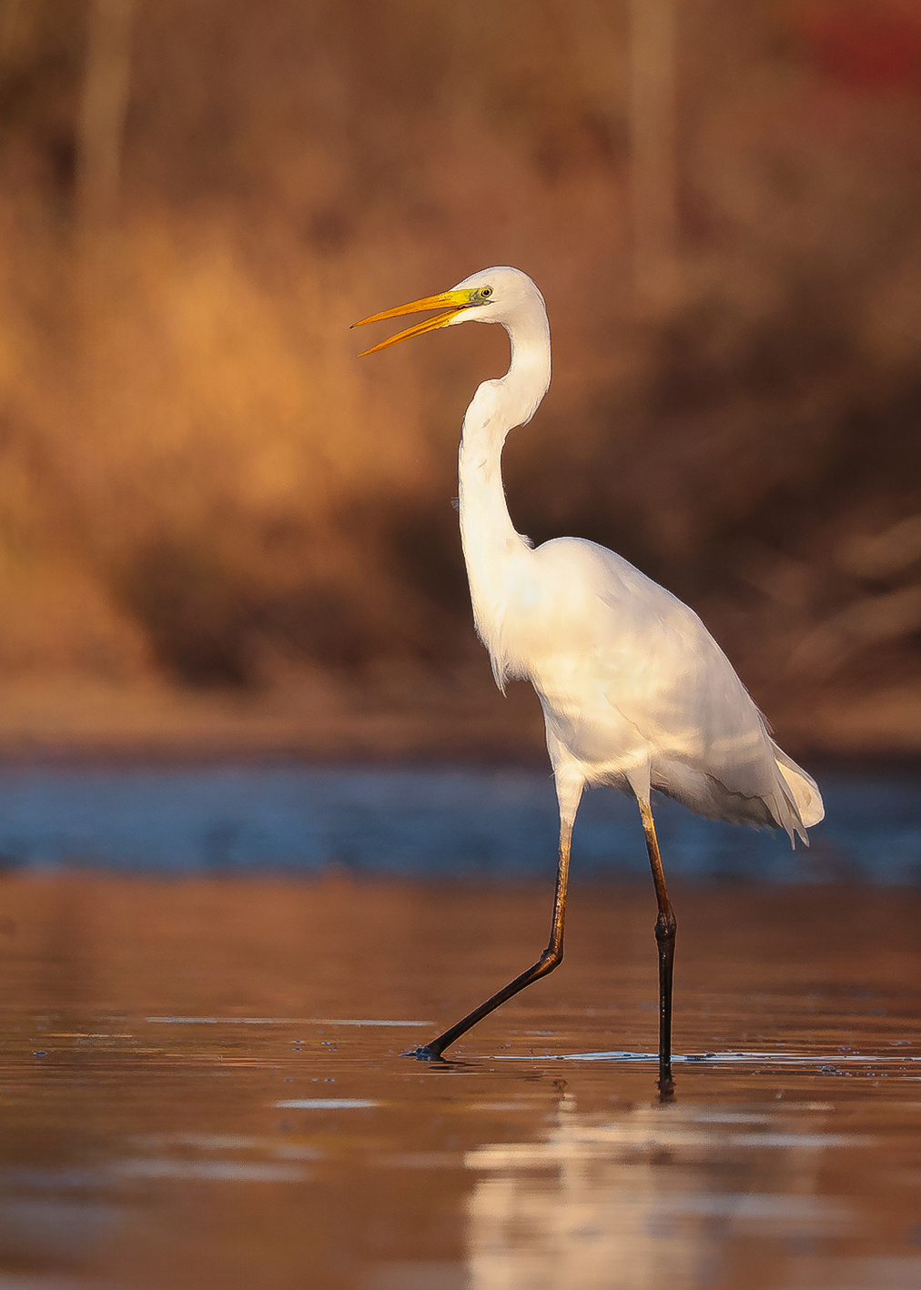 Heron 