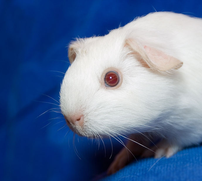 Оливка морская свинка cavy guinea pig