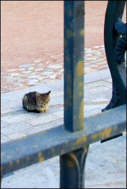 О бедном котенке, замолвите слово.... Питерский котенок