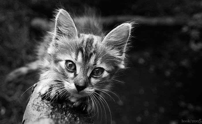 портрет кота.2 кот портрет котенок чб когти шницель хищник