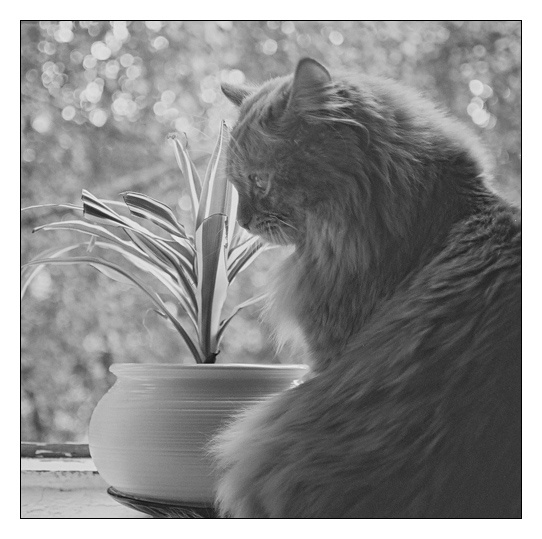 Кошка у Окошка Кошка