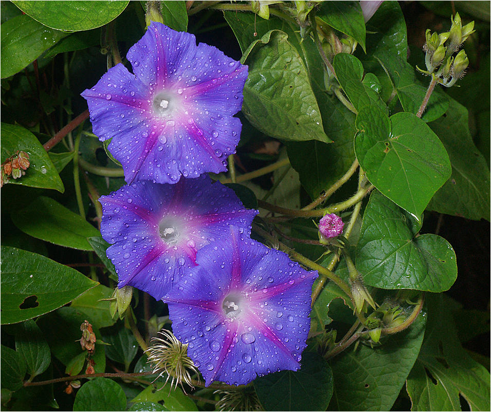 Ipomoea purpuria - Ипомея Ipomoea purpuria Ипомея растение цветок