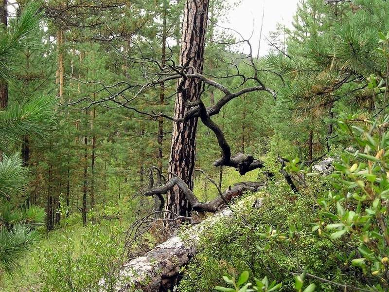 Лесные зигзаги 