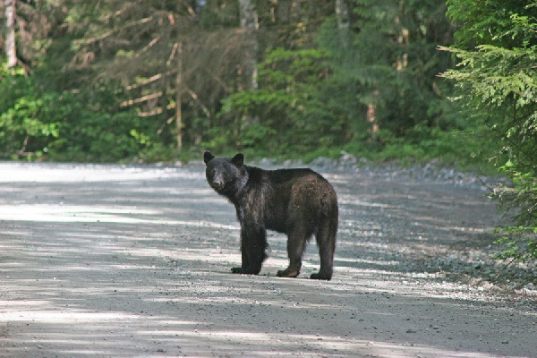 Езжай себе мимо... черный медведь лес Канада black bear forest British Columbia Canada