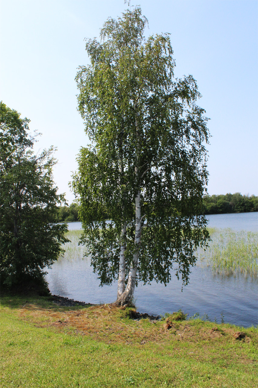 береза 