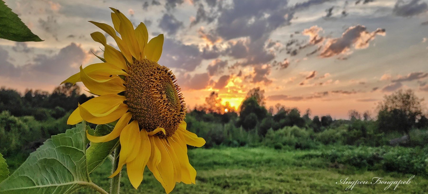Во след солнцу. закат подсолнух природа красота искуство