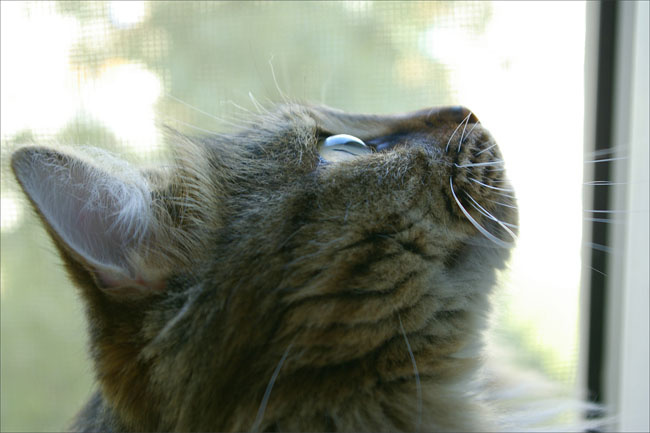 Кошачьи мечты кот