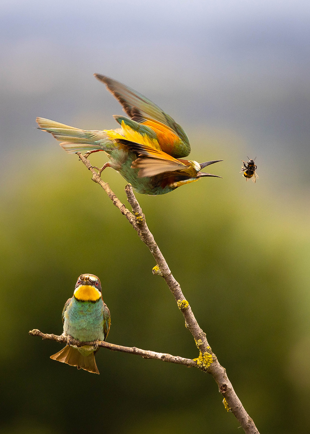 *** Bee-eater