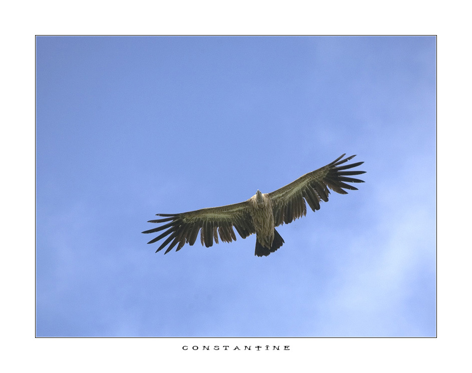 eagle животные казахстан