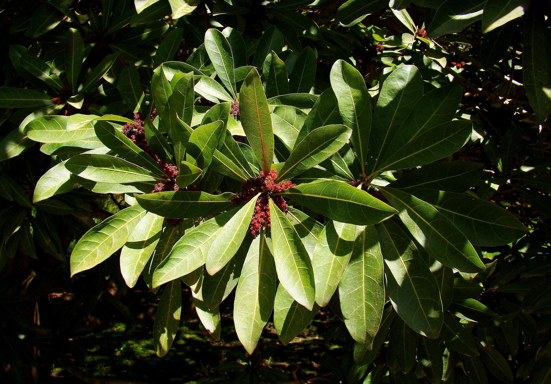 Myrica Rubra Myrica_Rubra, Сочи
