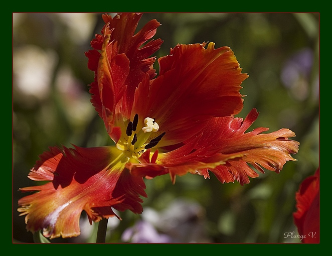 Tulp 