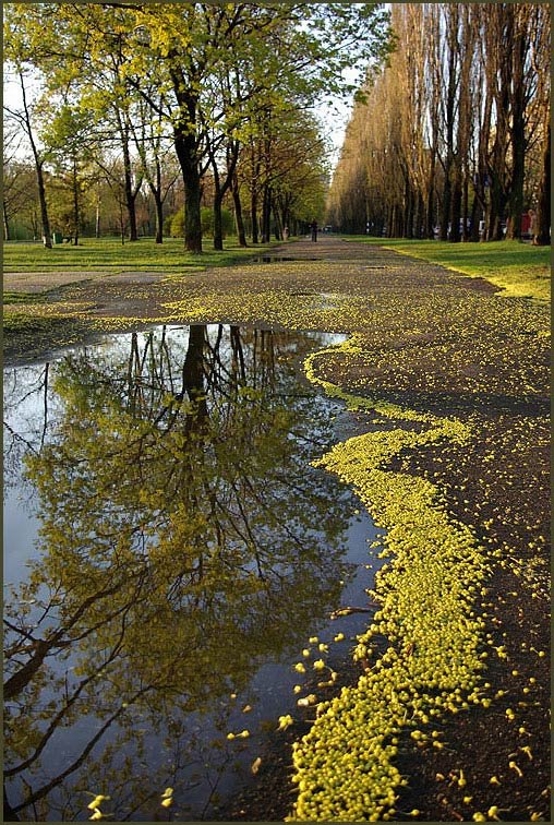 Зеркало весны Киев
