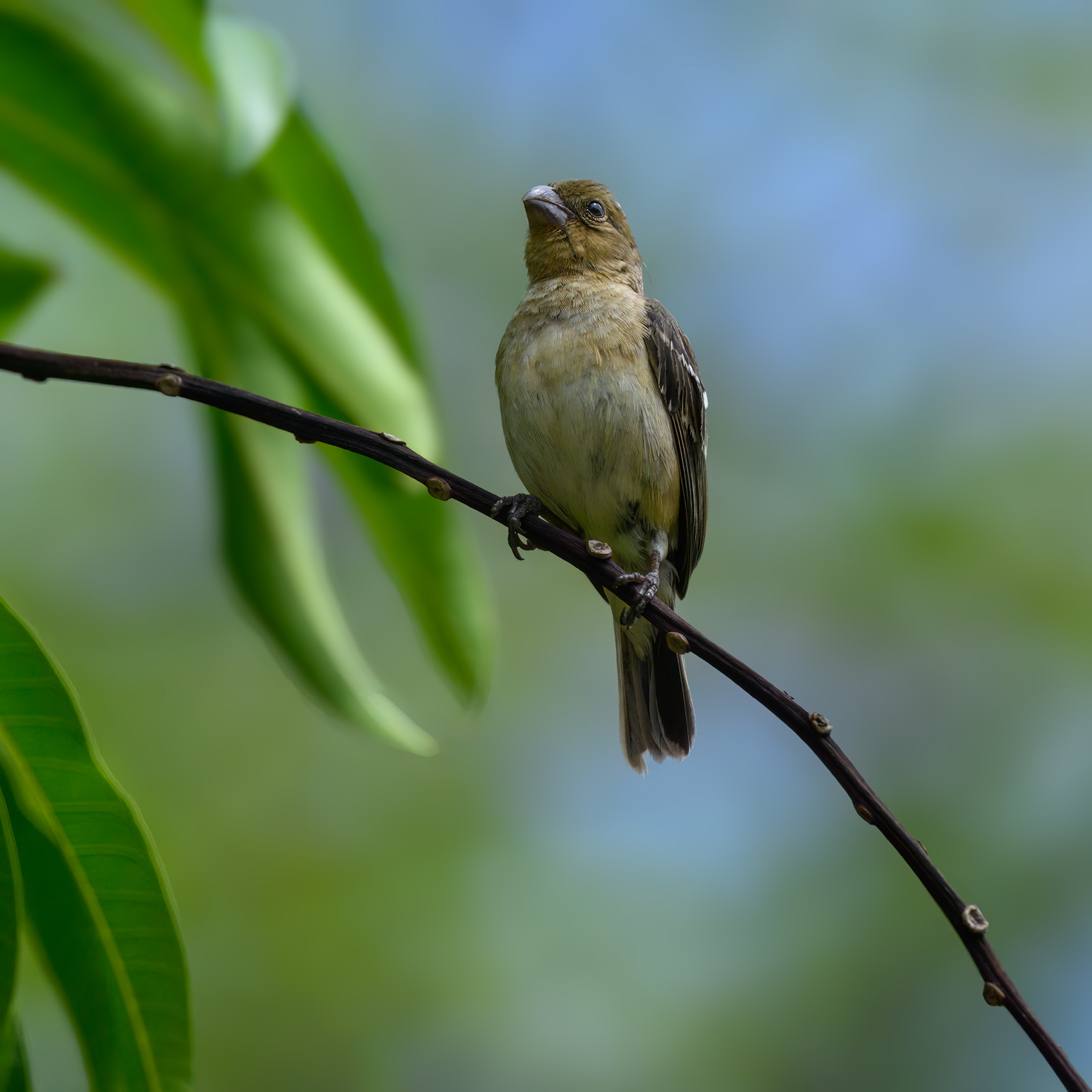 Morelet's-seedeater (f) 