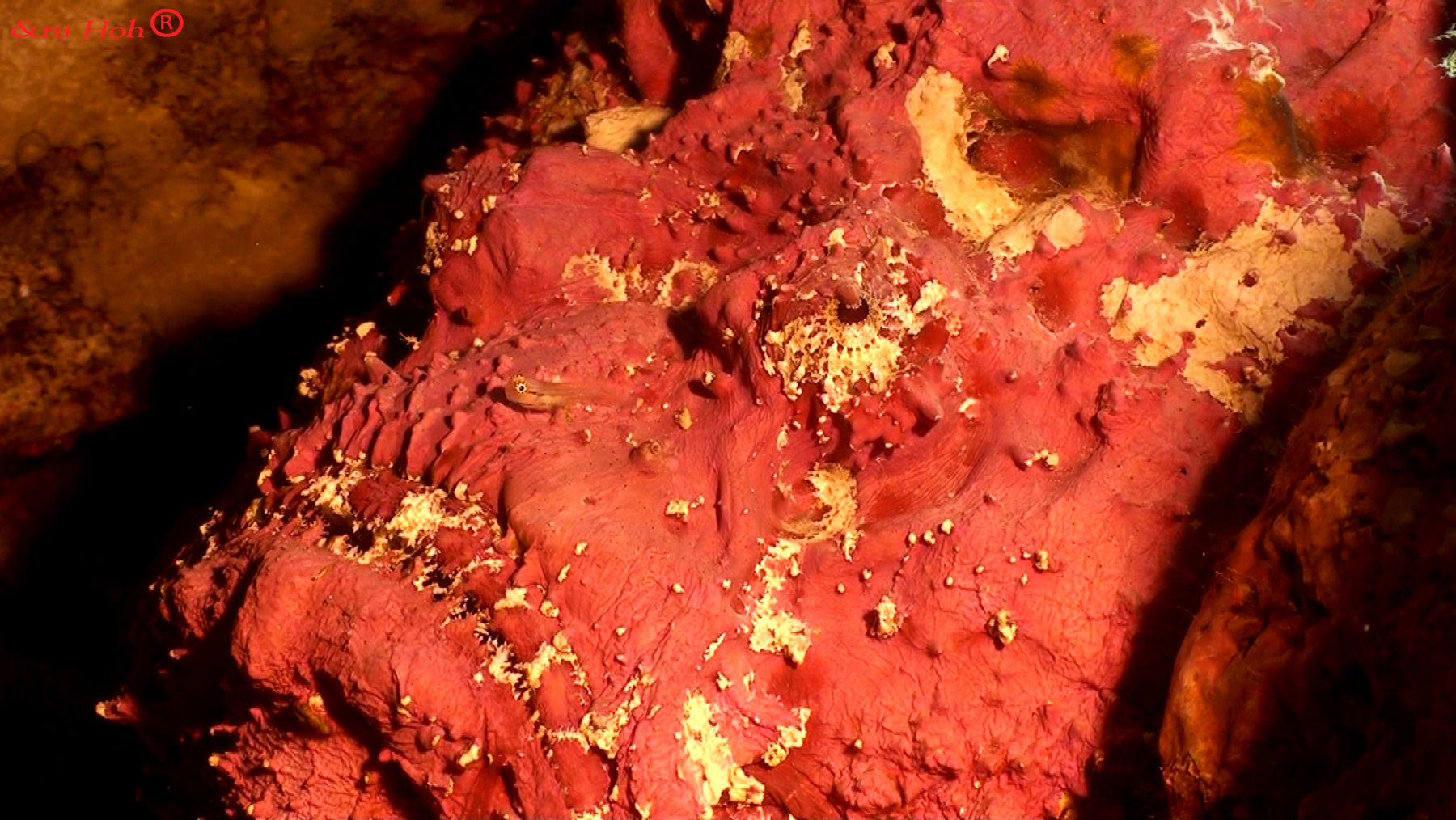Red devil 
