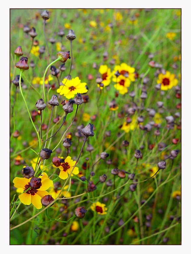 macro soft macro soft цветы
