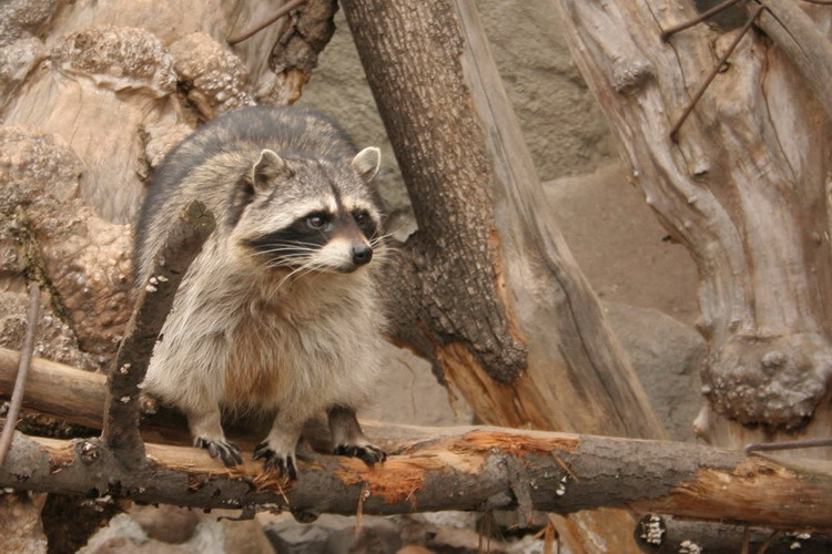 Racoon Racoon
