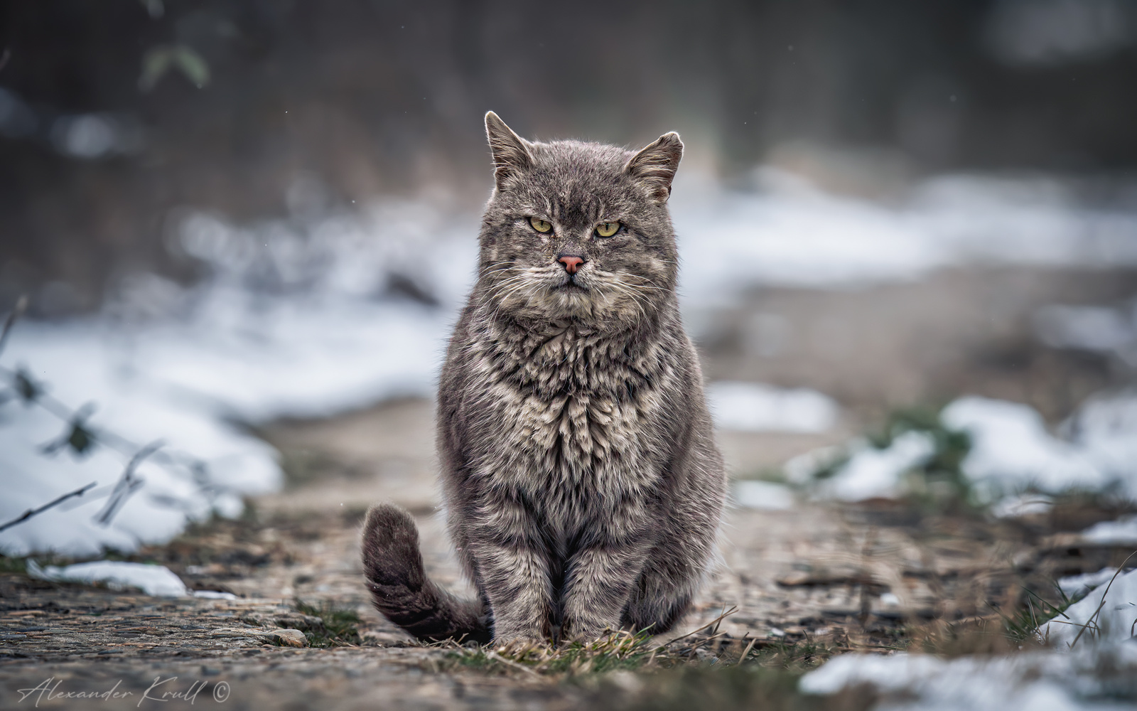 Серьезный кот серый серьезный