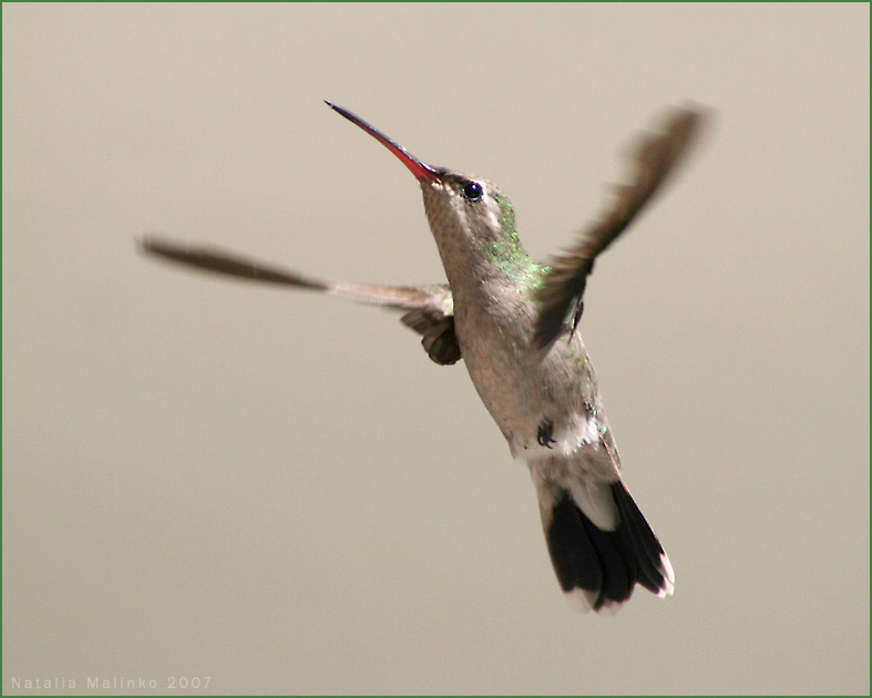 Завис. Colibri Mexico Колибри Мексика