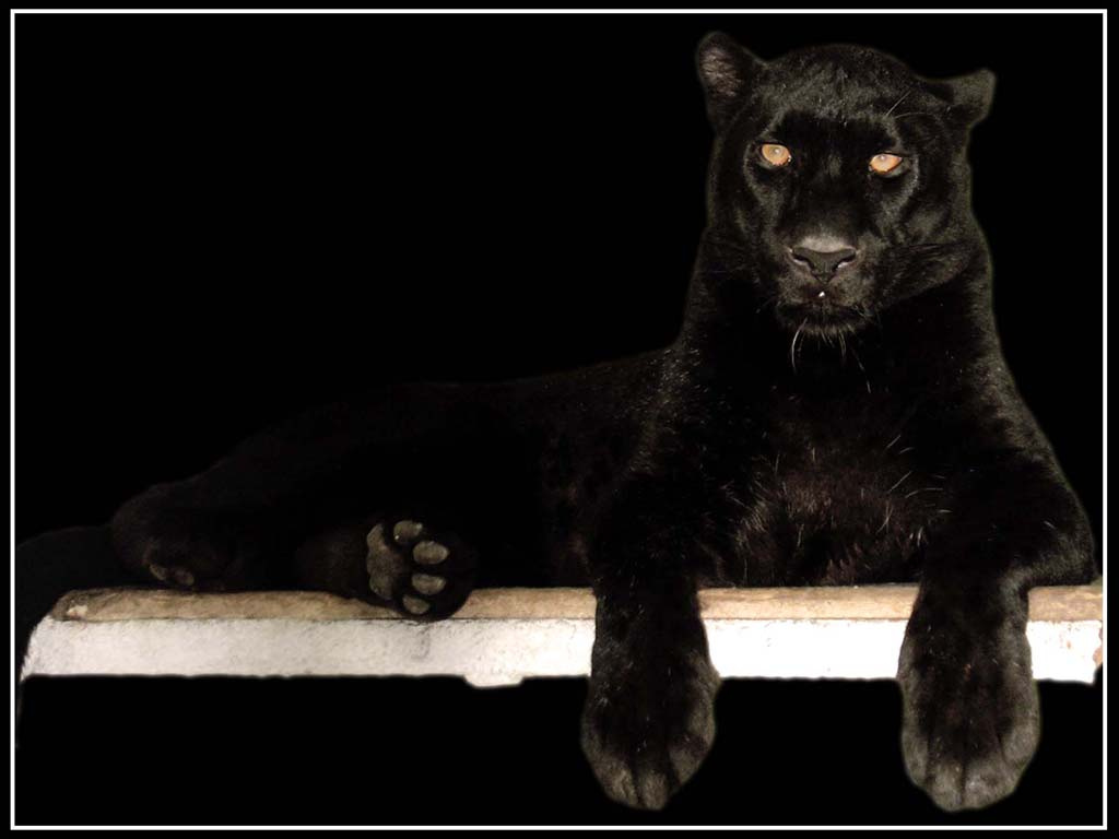 Багира! пантера, panther