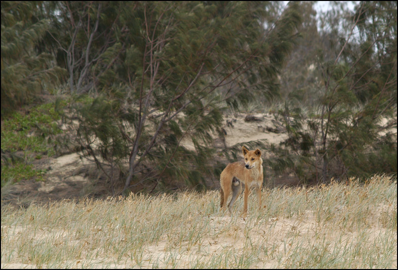 Динго Динго, дикая собака, Fraser island Queensland, Australia
