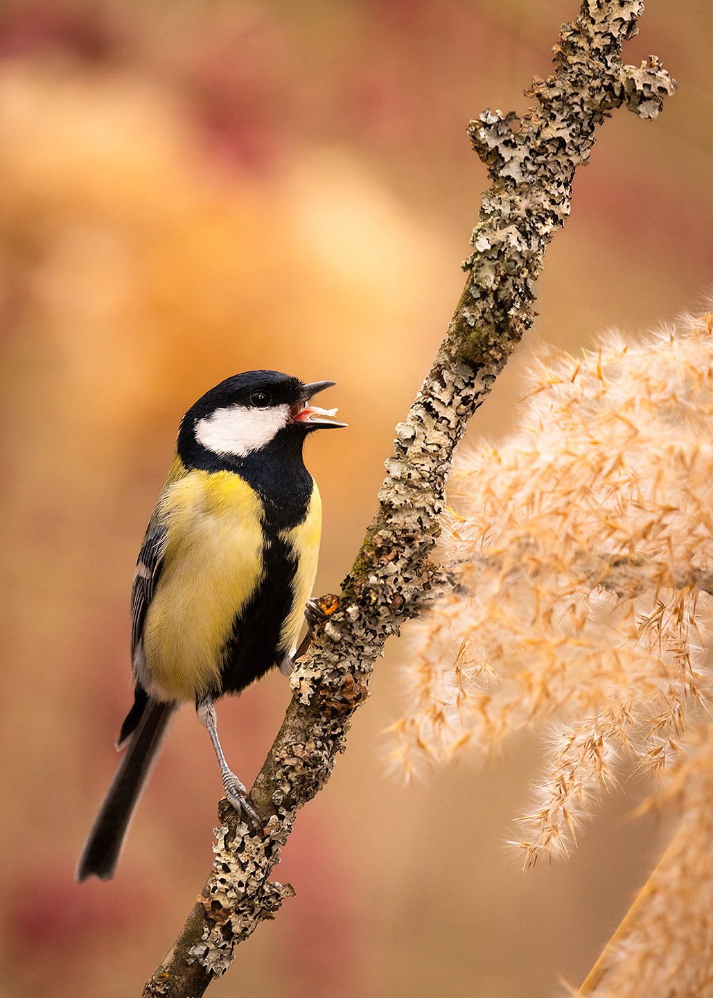 Titmouse 