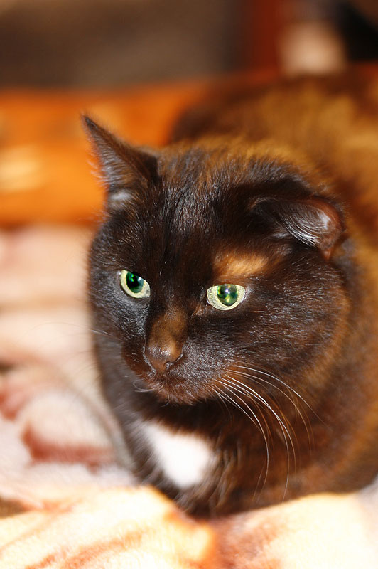 Cat Cat
