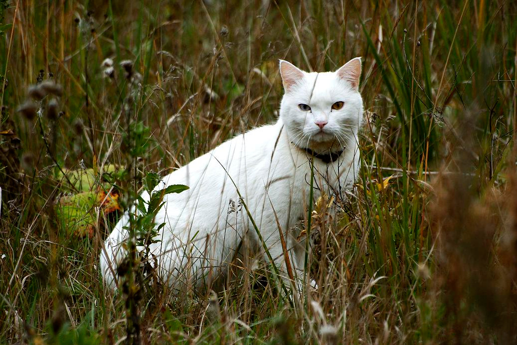 Кот оО кот, глаза