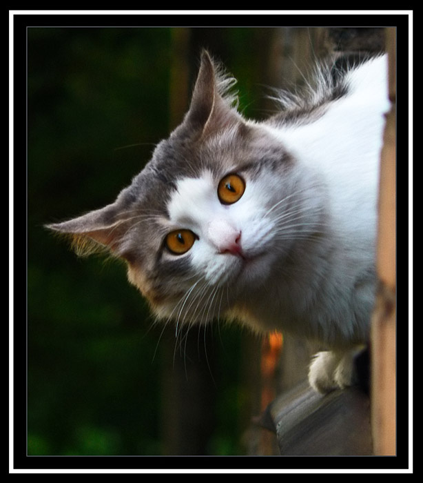 Василий кот животные Вася окно вечер портрет