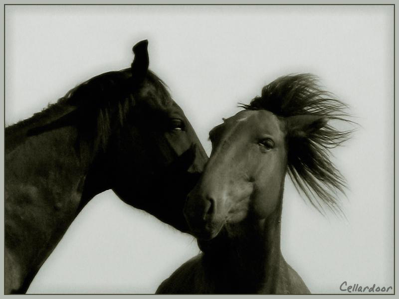 Emo horses Лошади