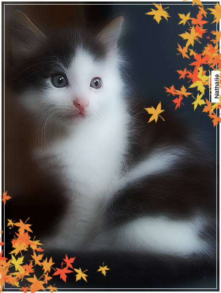 Просто очередной котенок на ФотоСайте в разделе \"Животные\" котенок осень