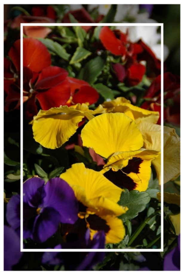 F r ü h l i n g ! Mai, Sonne, Blumen