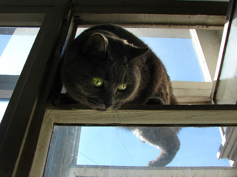 Serafima кошка